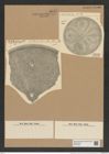 Aulacodiscus wittii Jan. (de-Toni-Nr.: Genus 182, Species 4542) Zeichnungen Sammlung Grunow Nr. 8142 (NHMW-BOT-W0377499)
